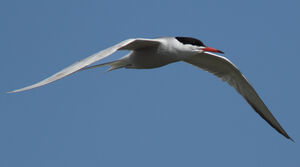 Common Tern 
&copy; Julien Daubignard