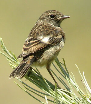European Stonechat 
&copy; Julien Daubignard