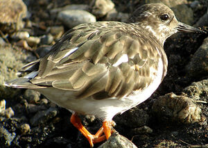 Ruddy Turnstone