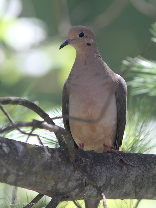 Mourning Dove, identification