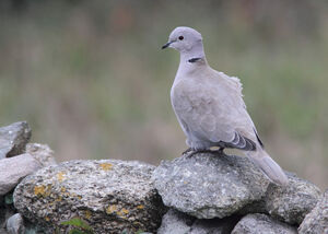 Eurasian Collared Dove