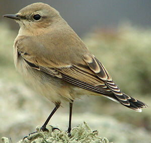 Northern Wheatear
