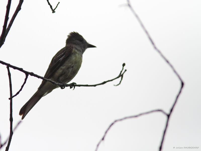 Great Crested Flycatcher, identification