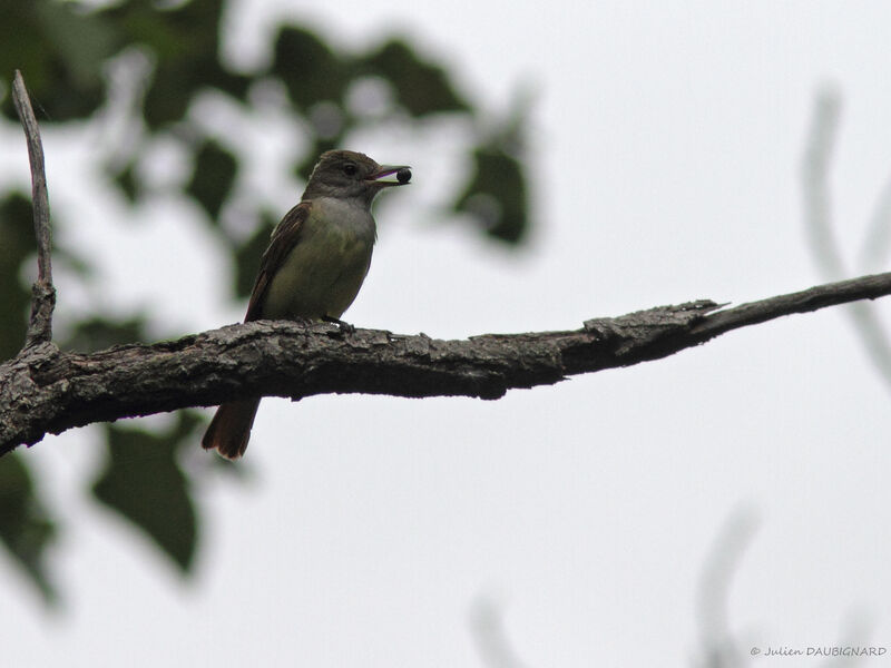 Great Crested Flycatcher, identification, eats