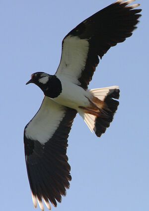 Northern Lapwing