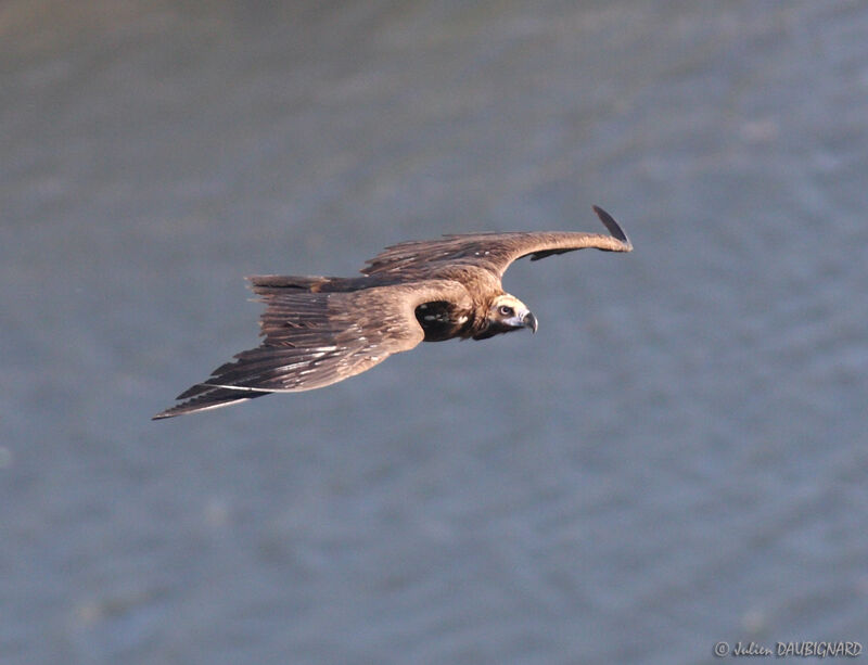 Cinereous Vulture, Flight