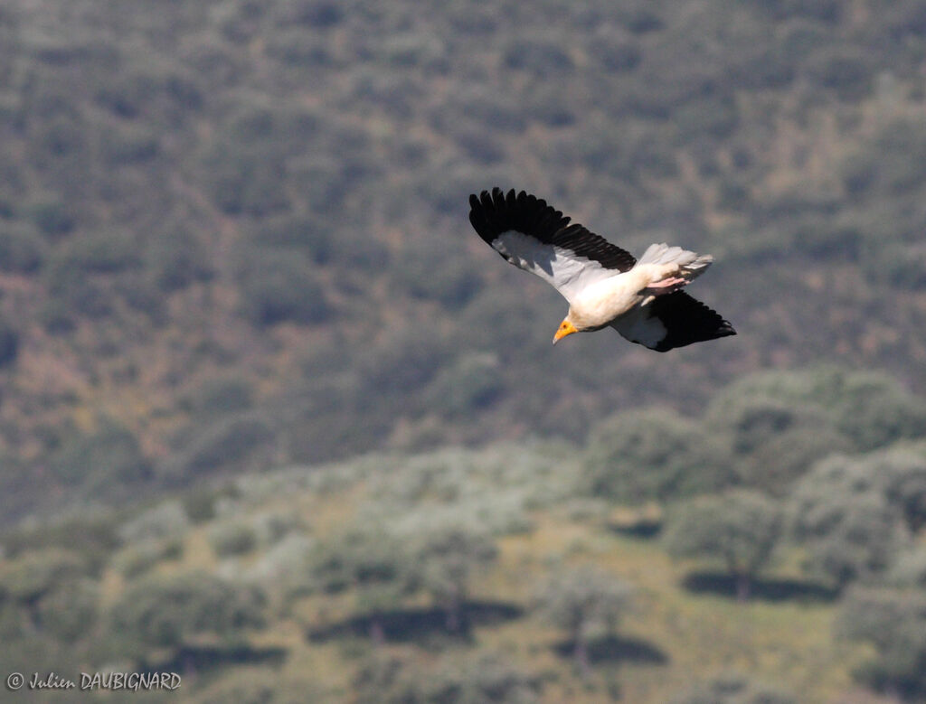 Vautour percnoptère - Neophron percnopterus