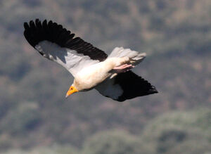 Vautour percnoptère