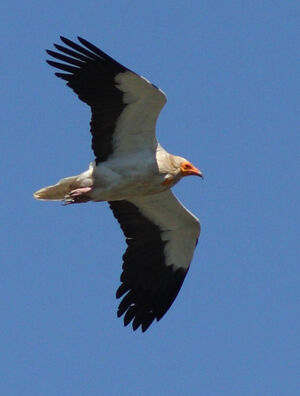 Vautour percnoptère