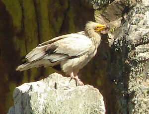 Vautour percnoptère