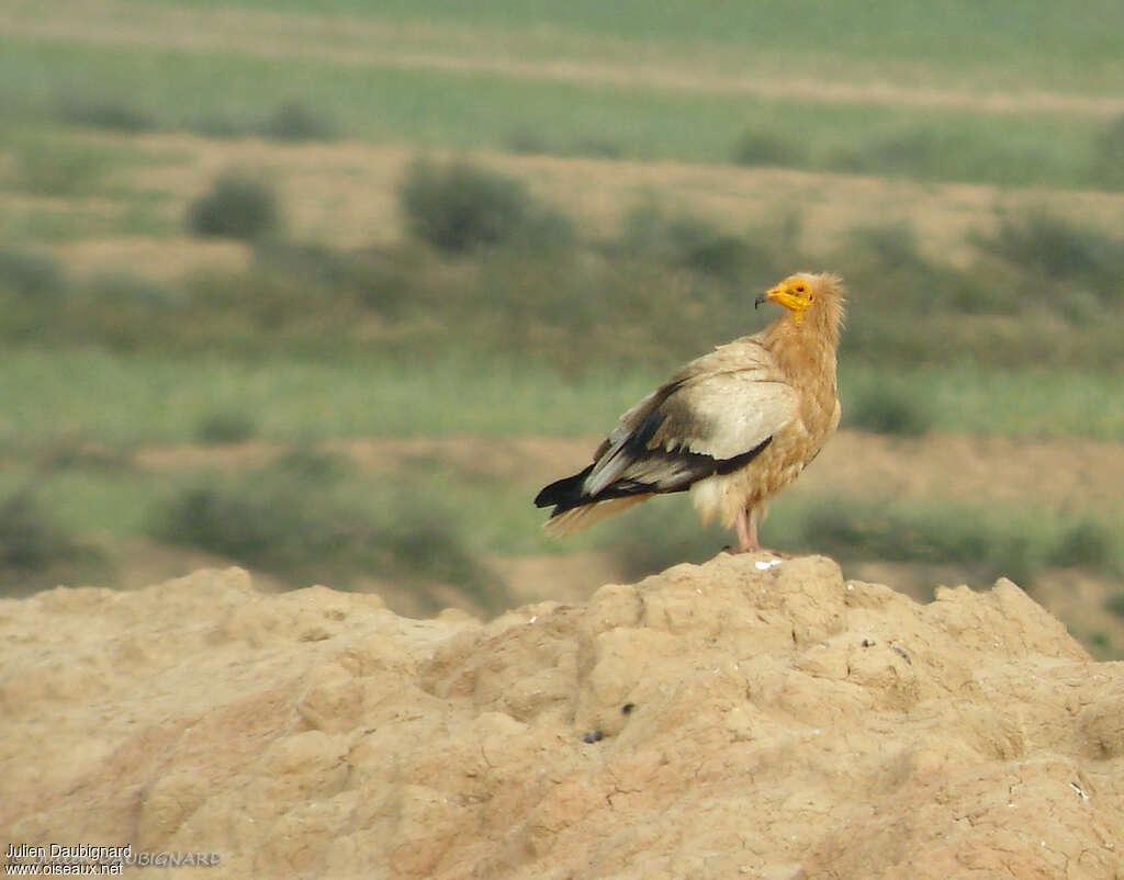 Vautour percnoptère - Neophron percnopterus