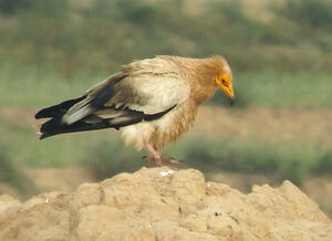 Vautour percnoptère