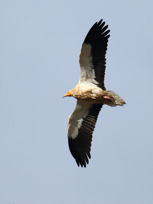 Egyptian Vulture