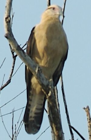 Caracara à tête jaune