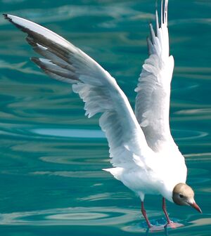 Mouette rieuse