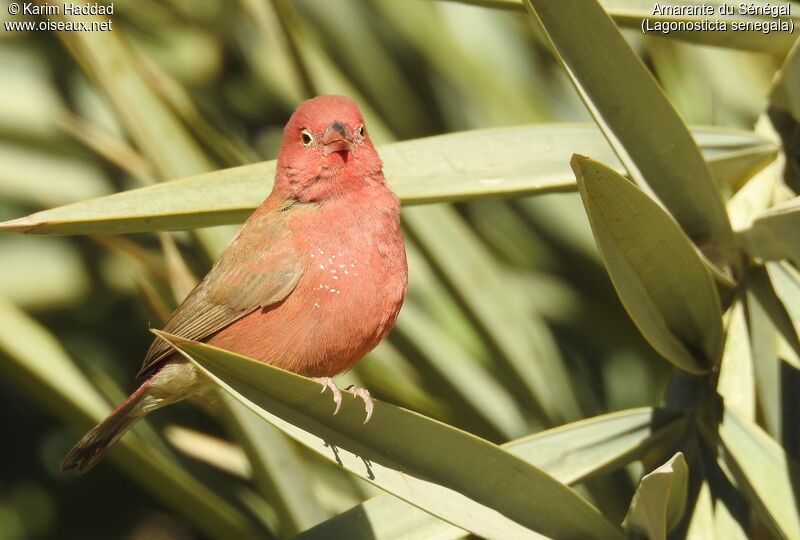 Red-billed Firefinch male adult, identification, aspect