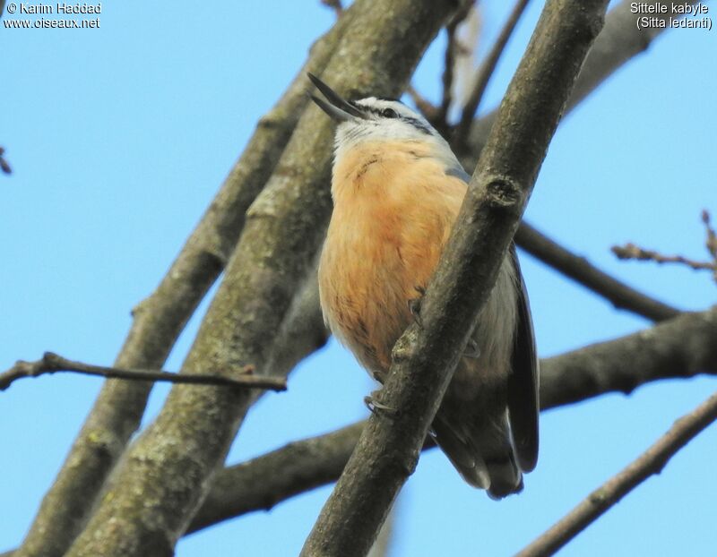 Algerian Nuthatch male adult transition, aspect, song