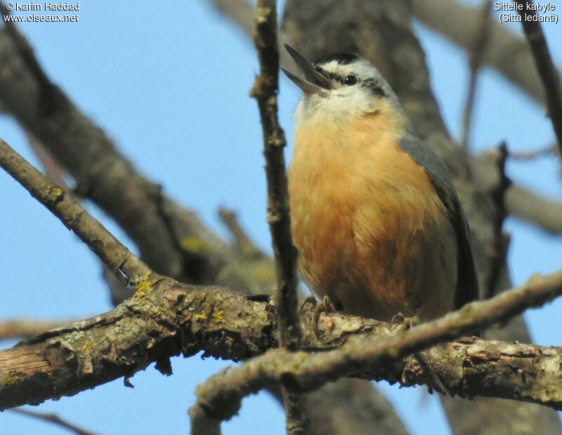 Algerian Nuthatch male adult, aspect, song