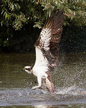 Balbuzard p�cheur 
&copy; Karl Gillebert