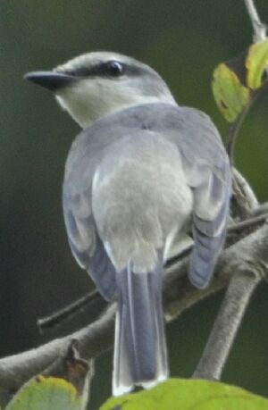 Minivet cendr�