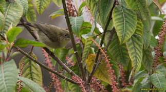 New Guinea Thornbill