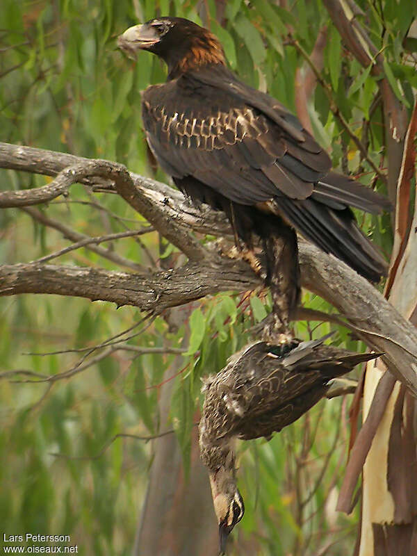 Wedge-tailed Eagleadult, eats