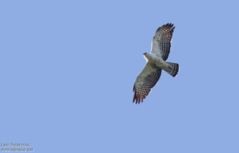 Ayres's Hawk-Eagleadult, pigmentation, Flight