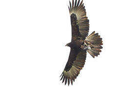 Gurney's Eagle