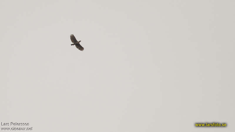 Javan Hawk-Eagle, Flight