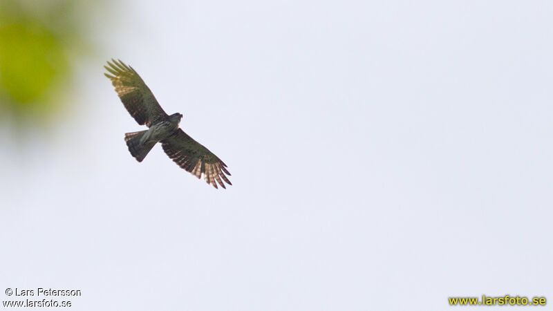 Pygmy Eagle