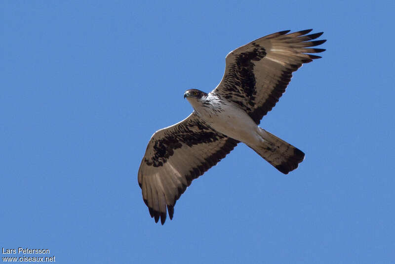 African Hawk-Eagleadult, pigmentation, Flight