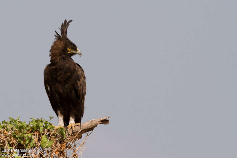 Long-crested Eagle male adult, close-up portrait
