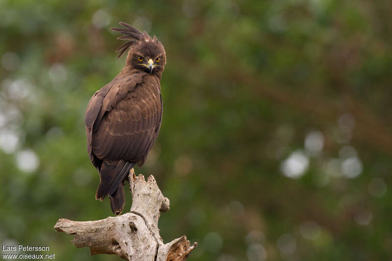 Long-crested Eagleadult, identification, pigmentation, Behaviour