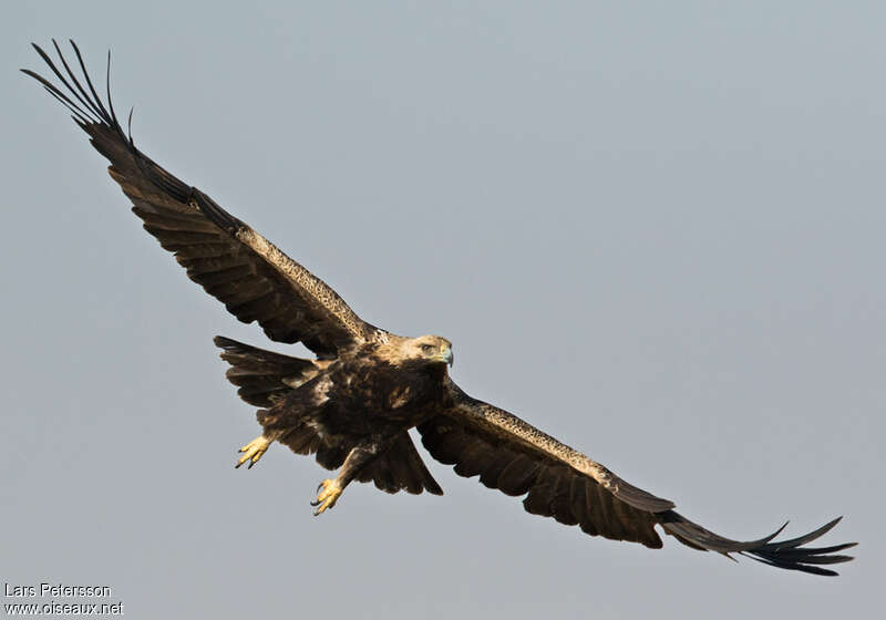 Eastern Imperial Eagle, pigmentation, Flight