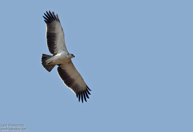 Martial Eaglejuvenile, Flight