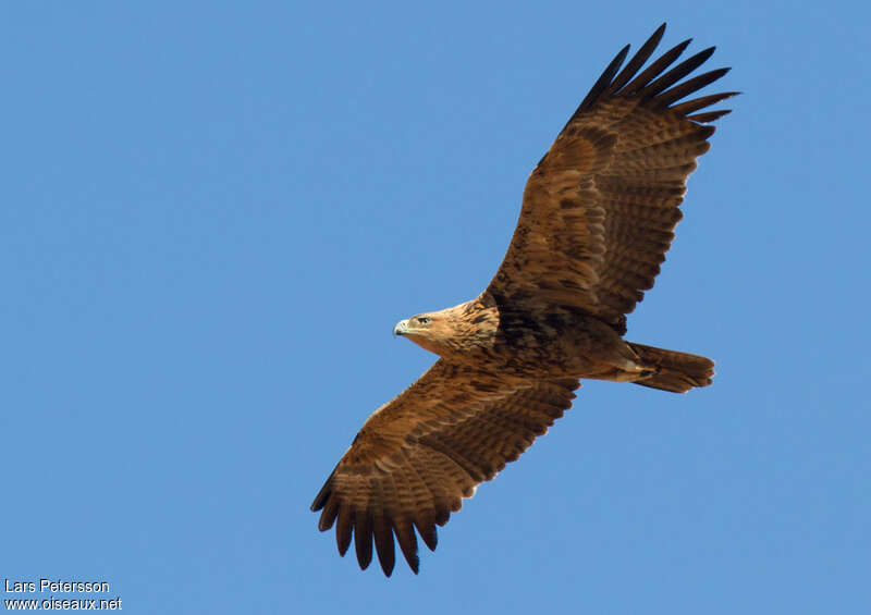 Tawny Eagleimmature, pigmentation, Flight