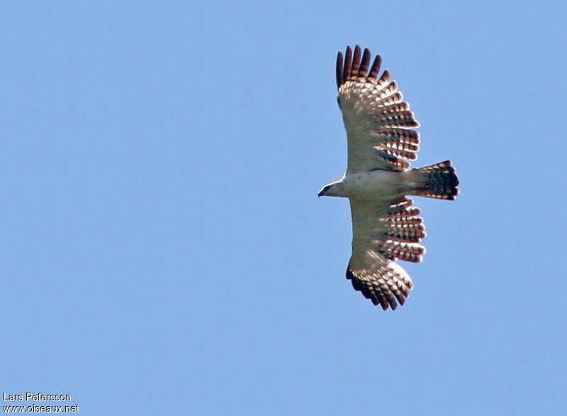Flores Hawk-Eagleadult, pigmentation, Flight