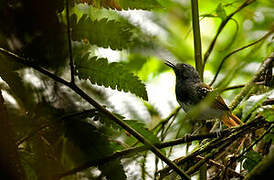 Southern Chestnut-tailed Antbird