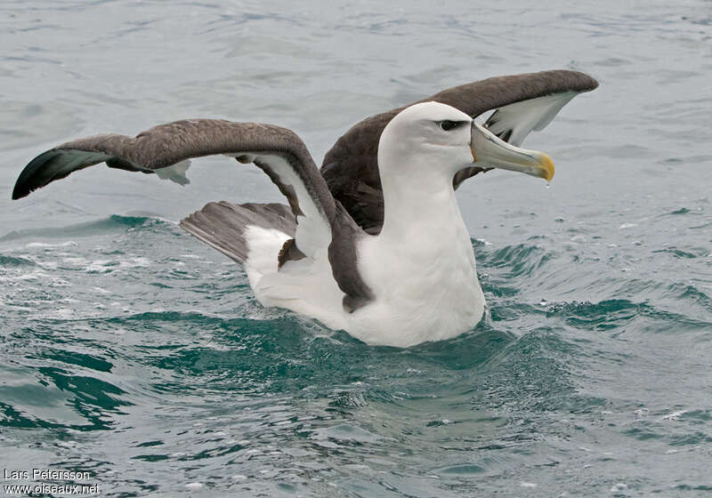 Albatros à cape blancheadulte, identification