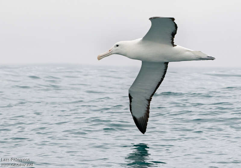 Albatros royal du Nordadulte, identification