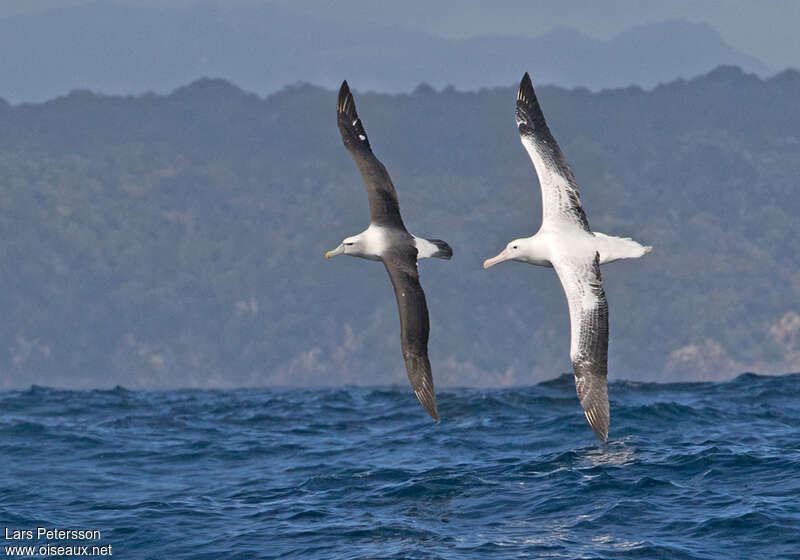 Albatros royaladulte, pigmentation