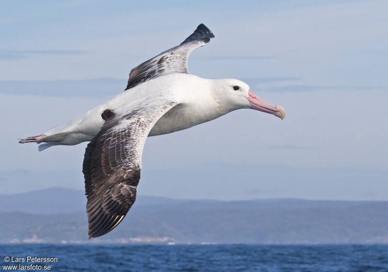 Albatros royaladulte, identification, Vol