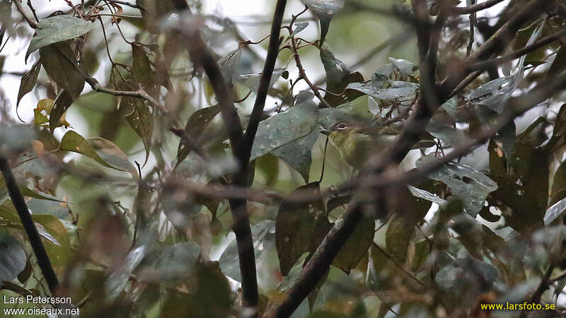 Trilling Shrike-babbler, identification