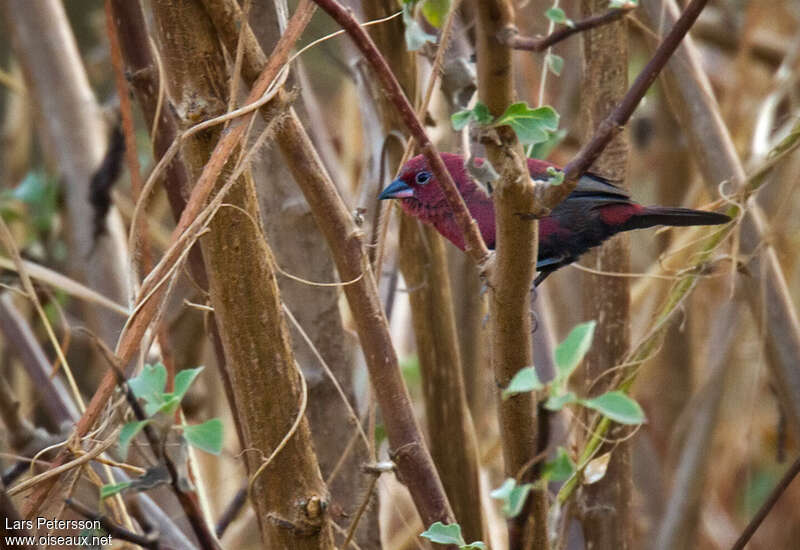 Black-bellied Firefinch male adult, identification