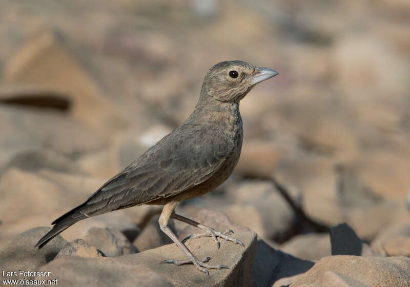 Rufous-tailed Larkadult, identification