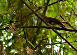 Brown-rumped Foliage-gleaner