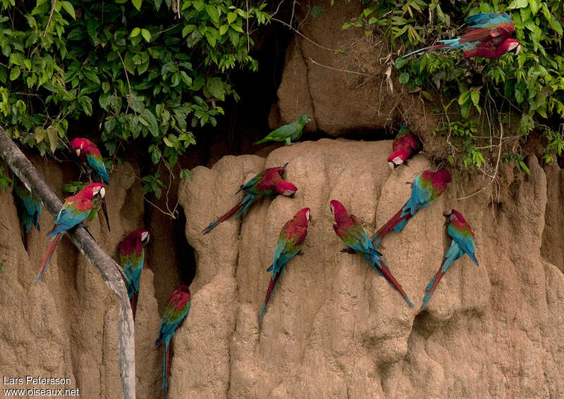 Red-and-green Macaw, habitat, Behaviour