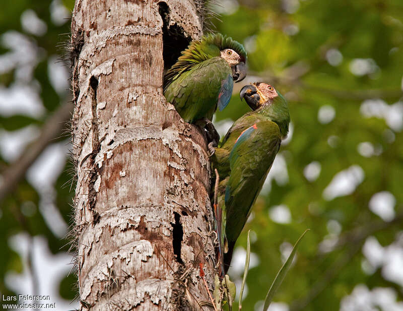 Chestnut-fronted Macawadult, Reproduction-nesting