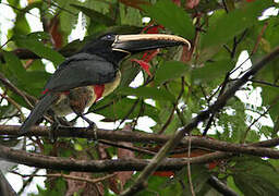 Black-necked Aracari