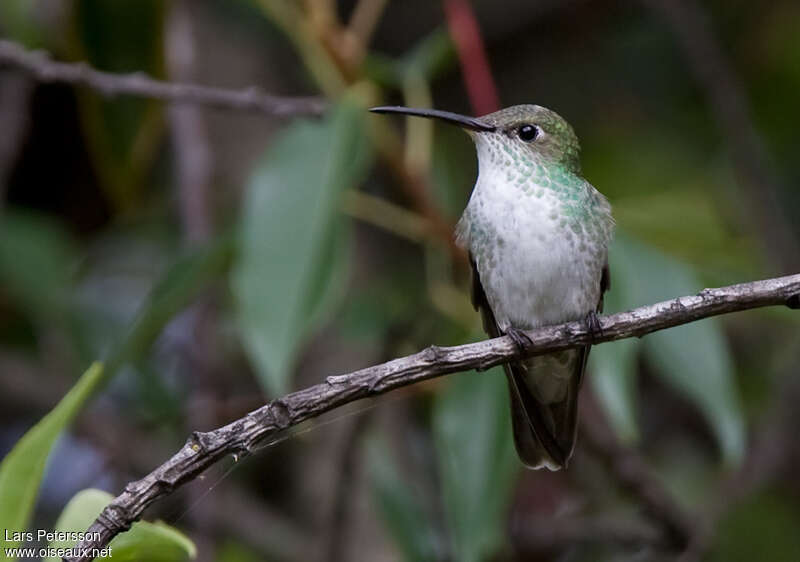 Green-and-white Hummingbirdadult, close-up portrait